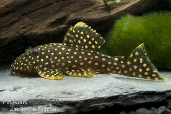 L 018 Gelbsaum-Wels / Baryancistrus xanthellus